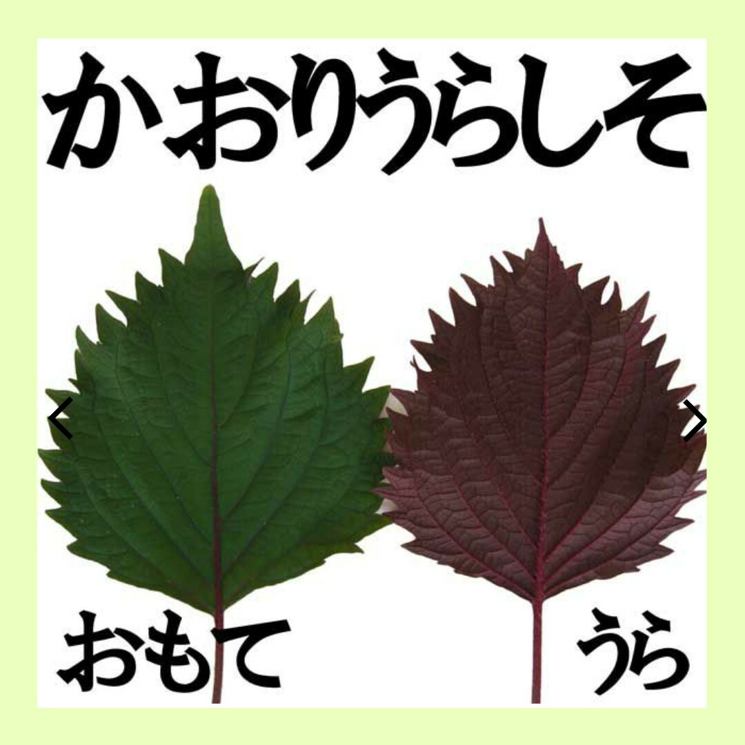 50粒　香り強く葉が厚い　梅干しや紅生姜にも✦芳香うらしそ✦野菜の種 ハンドメイドのフラワー/ガーデン(その他)の商品写真