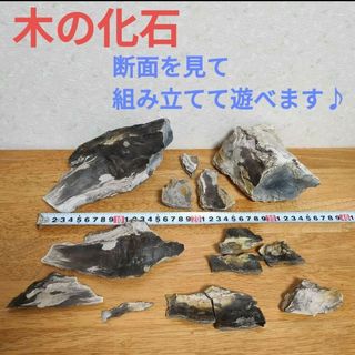 木の化石 木化石 珪化木 セット ①訳あり 国産 立体パズル 水槽 アクアリウ厶(彫刻/オブジェ)