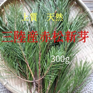 松の葉300g  上質赤松新芽  デトックスレシピ付き(野菜)