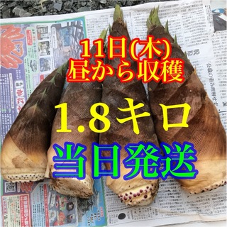 タケノコ　1.8キロ　無農薬　当日発送　米ぬか付き(野菜)