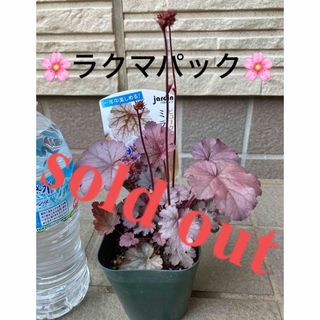 🌸sold out🌸《ヒューケラ苗　ミラノ　花芽あり  シルバーリーフ　多年草》(その他)