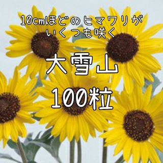 【大雪山のタネ】100粒 ヒマワリ ひまわり 向日葵 切り花にも 夏 花(その他)