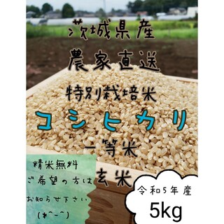 新米　玄米コシヒカリ 　5キロ　令和5年　お米　白米　精米　 茨城県産(米/穀物)