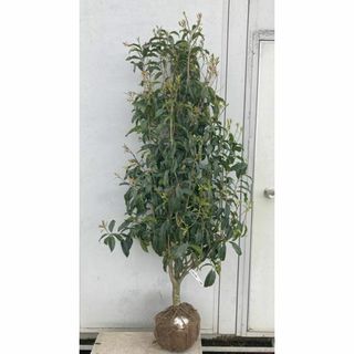 《現品》キンモクセイ　樹高1.6ｍ（根鉢含まず）198【金木犀/苗木/植木/庭木(その他)