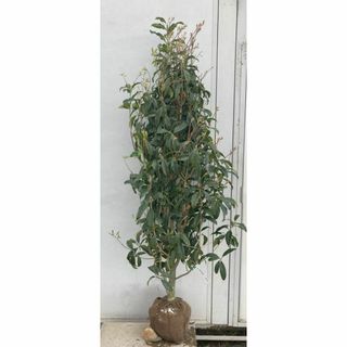 《現品》キンモクセイ　樹高1.7ｍ（根鉢含まず）202【金木犀/苗木/植木/庭木(その他)