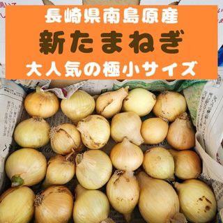 長崎県南島原産【新玉ねぎ】人気の極小玉約２０個(野菜)