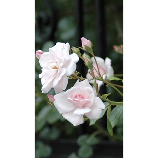 白B  つるバラ 苗🌱　3種のどれか品種不明🌱(その他)