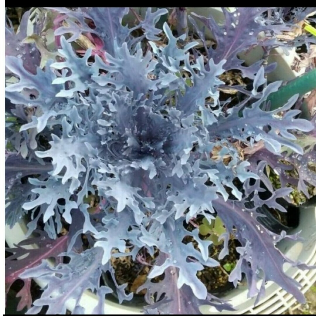 葉牡丹　パープルステン　種 ハンドメイドのフラワー/ガーデン(その他)の商品写真