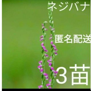 山野草　ネジバナ　3苗(その他)