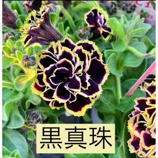 ★希少苗★ペチュニア　花衣　黒真珠　苗(その他)