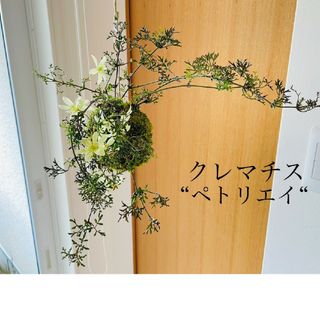 常緑クレマチス"ペトリエイ"の苔玉(その他)