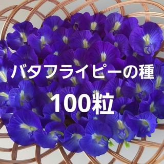 バタフライピーの種【農薬不使用】100粒(プランター)