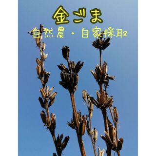 【自家採種】金胡麻の種　40粒　乾燥&暑さに強い　金ごま　家庭菜園　プランター◎(野菜)