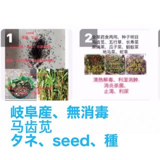 岐阜産、無農薬、山菜、seed、スベリヒユの種200粒〜  ■马齿苋、五行草(野菜)