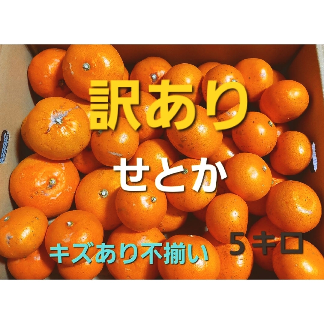 産地直送❕香川県産 訳ありせとか ５キロ 食品/飲料/酒の食品(フルーツ)の商品写真