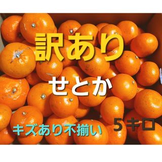 産地直送❕ 香川県産 訳ありせとか ５キロ(フルーツ)