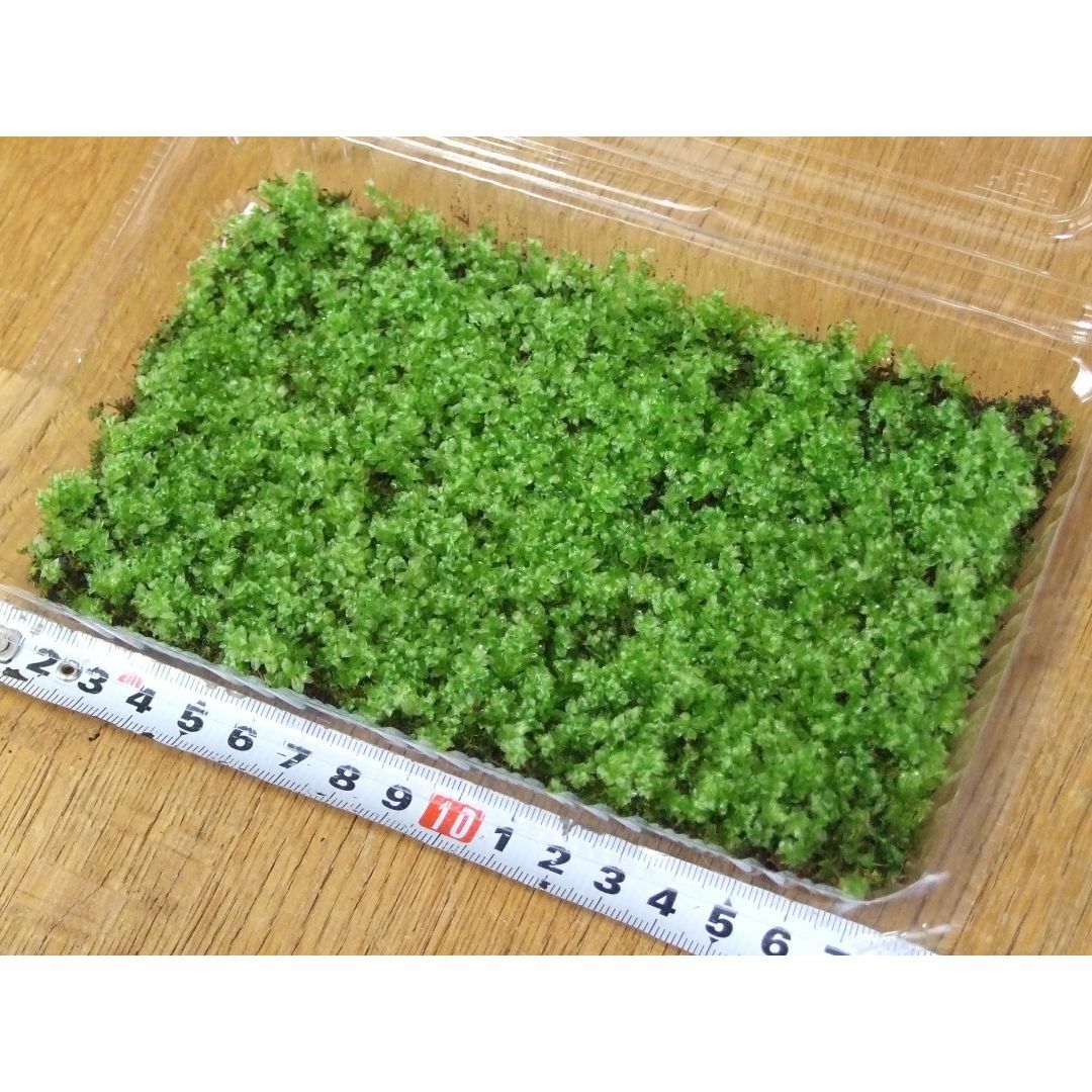 天然苔　新芽　コツボゴケ　M サイズ（19cm×12cm×4.5cm) ハンドメイドのフラワー/ガーデン(その他)の商品写真