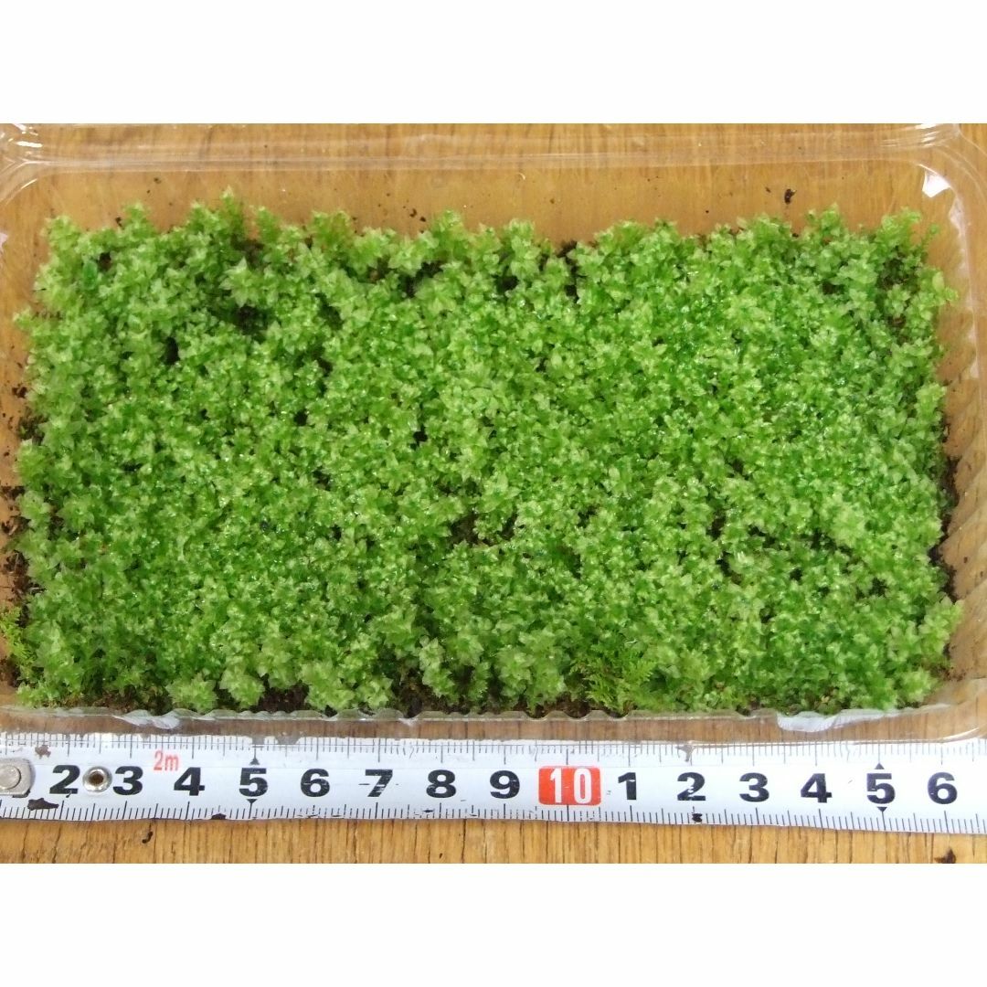 天然苔　新芽　コツボゴケ　Ｓサイズ（16.9cm×10cm×4cｍ） ハンドメイドのフラワー/ガーデン(その他)の商品写真