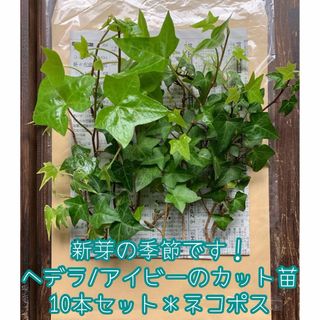 ヘデラ/アイビーのカット苗＊10本セット＊初心者向け＊観葉植物＊ネコポス＊(その他)