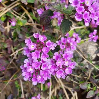 ランタナ紫　挿し木　10本‼️‼️(プランター)