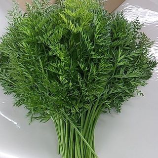 人参葉　人参の葉っぱ　にんじん　葉っぱ　葉(野菜)