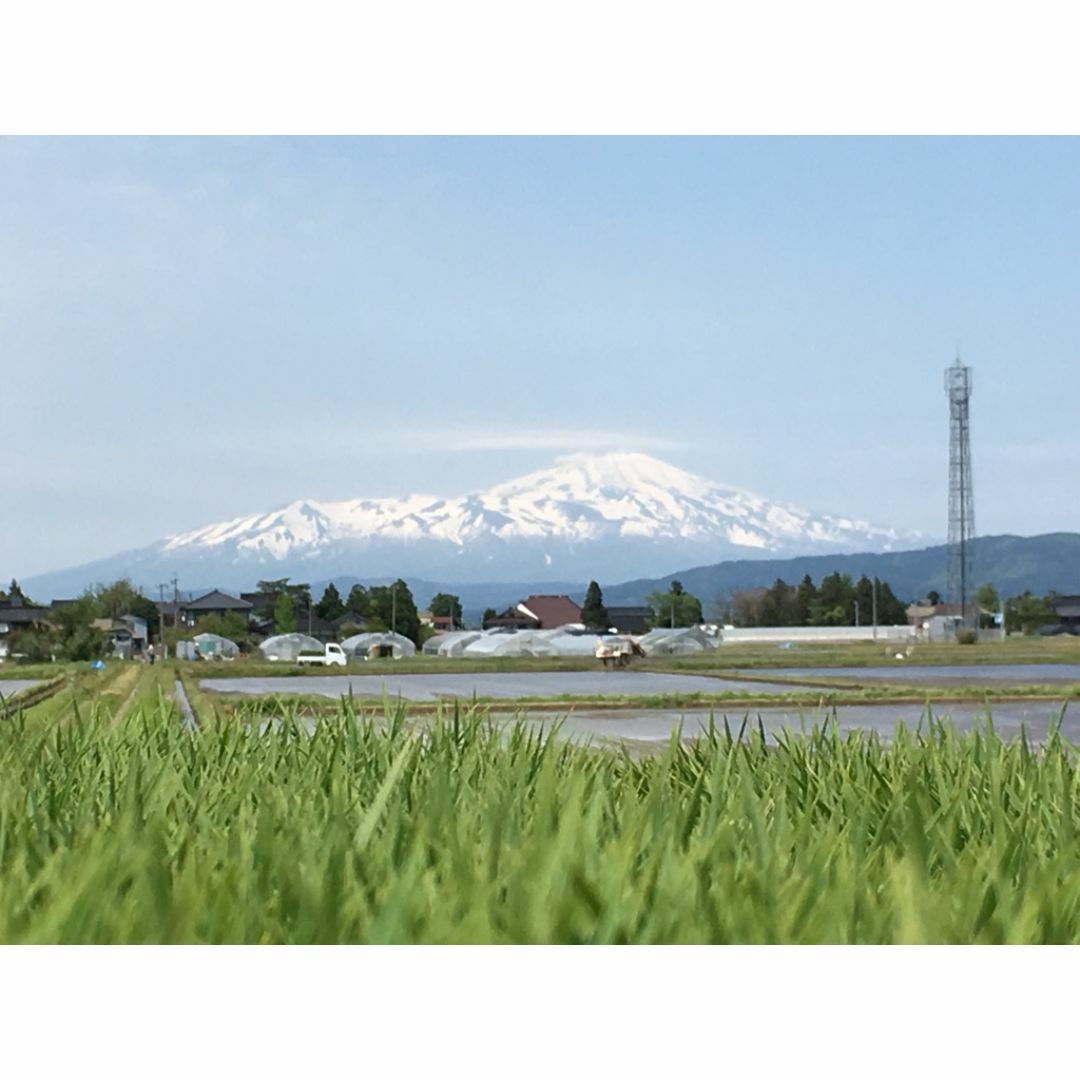 つや姫の生まれた山形県鶴岡市産！山形県産特別栽培米つや姫（白米）５ｋｇ 食品/飲料/酒の食品(米/穀物)の商品写真