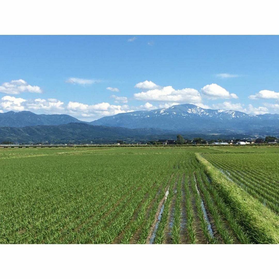 つや姫の生まれた山形県鶴岡市産！山形県産特別栽培米つや姫（白米）５ｋｇ 食品/飲料/酒の食品(米/穀物)の商品写真