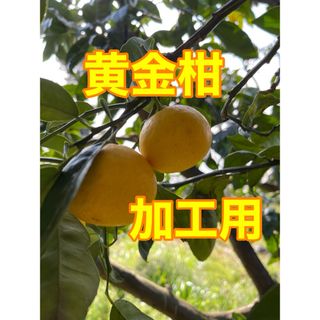 黄金柑　加工用　箱込み3kg   大小混合　無農薬　小田原・江の浦産(フルーツ)