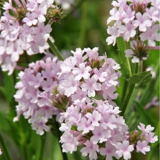 宿根バーベナ　バーベナ　エディブルフラワー　お洒落　可愛い　花　花苗　苗　宿根草(その他)