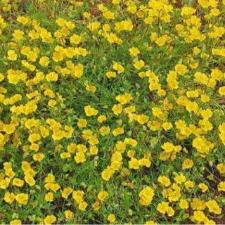 メカルドニア　宿根草　多年草　花苗　花　苗　グランドカバー　ガーデニング(その他)