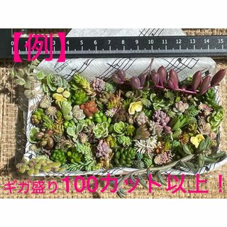 【寄せ植えに！！】多肉植物　草系セダム中心のギガ盛りお弁当③(その他)