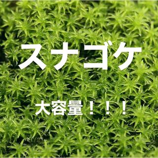 【大容量】スナゴケ こけ 苔 コケ 天然苔 テラリウム コケリウム 苔庭苔玉砂苔(プランター)