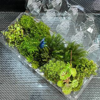 天然苔　こけ　植物詰め合わせ！フデゴケ　ネズミノオゴケ　カサゴケ等　15種　tn(その他)