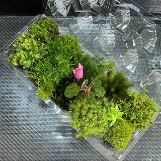 天然苔　こけ　植物詰め合わせ！スギゴケ　ヒノキゴケ　タマゴケ等　15種　tp(その他)