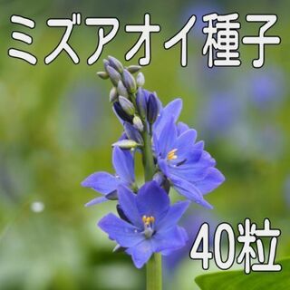 【40粒】ミズアオイの種子(アクアリウム)