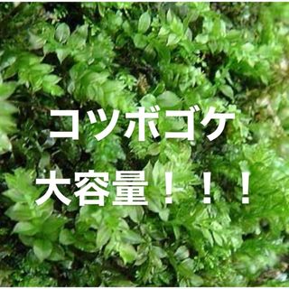 【大容量】コツボゴケ 苔 こけ 苔玉 苔庭 テラリウム アクアリウム 盆栽 (プランター)