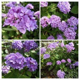 紫の山あじさい　花つき良し　発色良し　ヤマアジサイ　苗(その他)