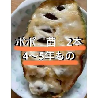 まとめ売り　ポポ　苗　2つ(その他)