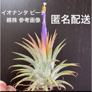 チランジア　イオナンタ　ピーチ　紫花　子株　エアプランツ(その他)