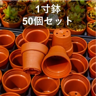 一寸鉢(1号ポット) 50個セット(プランター)