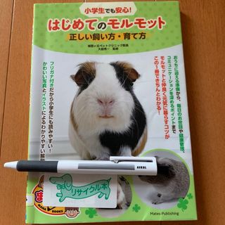 小学生でも安心！はじめてのモルモット正しい飼い方・育て方(住まい/暮らし/子育て)