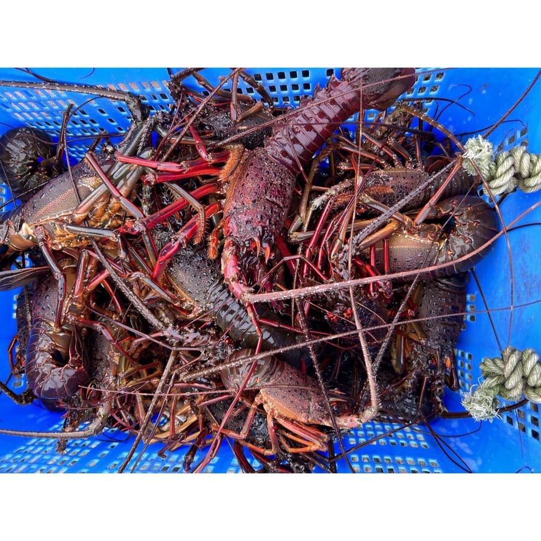 冷凍伊勢エビ　1キロ10000円 食品/飲料/酒の食品(魚介)の商品写真