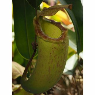 食虫植物 Nepenthes 不明種♀(N. Gaya？) 挿し木株 1株(その他)