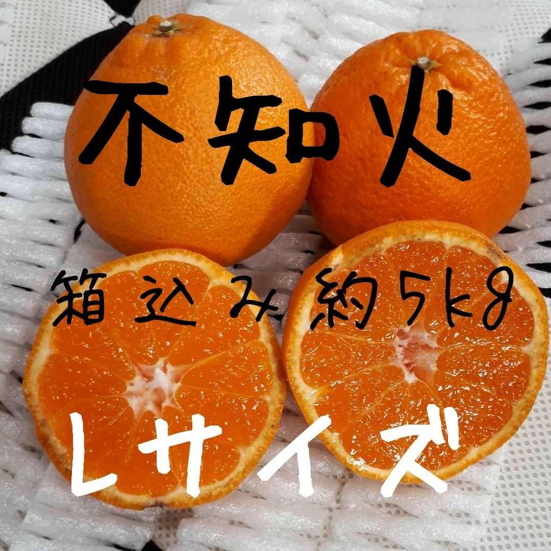 不知火 Lサイズ 箱込み約5kg 家庭用 訳あり 食品/飲料/酒の食品(フルーツ)の商品写真