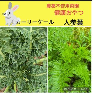 人参葉　ケール　合計100g♥️今だけハコベ摘み菜たっぷりプレゼント！(小動物)