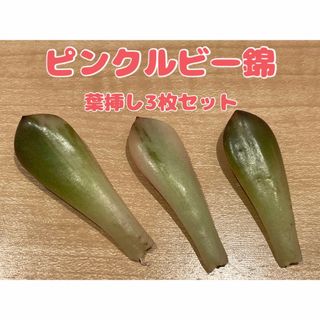 多肉植物　錦品種　ピンクルビー　美斑葉　もぎたて　3枚セット　当日又は翌日発送(その他)