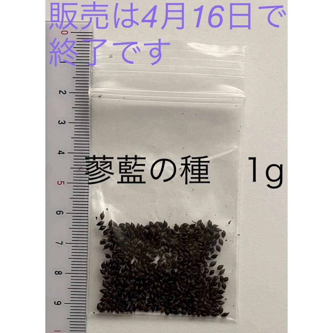 蓼藍の種1g  300粒以上　染料　染織　染色　染織　ジャパンブルー　無農薬栽培 ハンドメイドのフラワー/ガーデン(その他)の商品写真