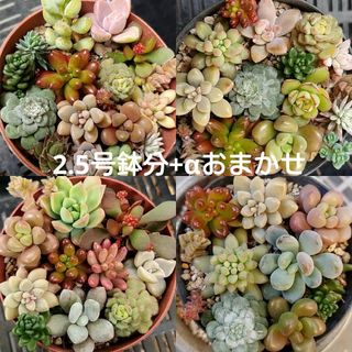 おまかせ多肉植物カット苗３(その他)