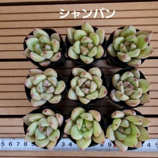 多肉植物『シャンパン』９苗セット(その他)