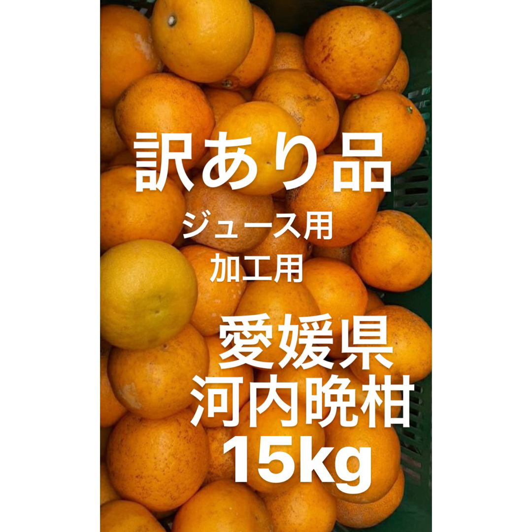 訳あり品　愛媛県産　河内晩柑　宇和ゴールド　柑橘　ジュース用　加工用　15kg 食品/飲料/酒の食品(フルーツ)の商品写真